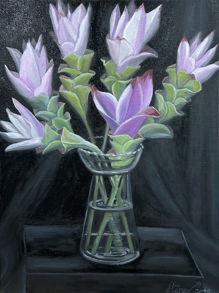Siam Tulip on a Black Background